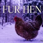 Fur Hen